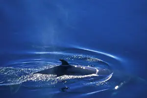 Balaenoptera: Antarctica, Lemaire Channel, Aerial view