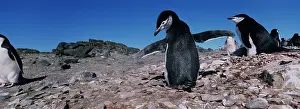 Chinstrap: Antarctica, Livingston Island, Chinstrap