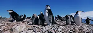Chinstrap: Antarctica, Livingston Island, Chinstrap