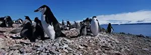 Pygoscelis: Antarctica, Livingston Island, Chinstrap
