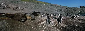 Leonina: Antarctica, Livingston Island, Gentoo Penguins