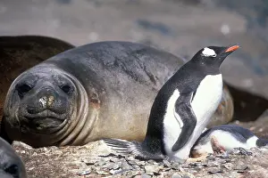 Hannah: Antarctica, Livingston Island, Hannah Point