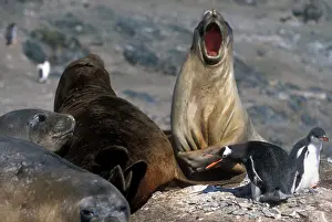 Growl: Antarctica, Livingston Island, Hannah Point