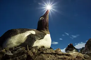 Flash: Antarctica, Livingstone Island, Flash illuminated