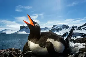Flash: Antarctica, Livingstone Island, Flash illuminated