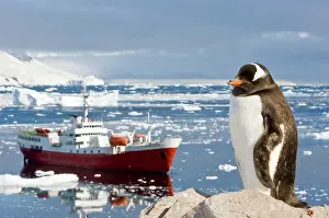 Cruising: Antarctica, Neko Cove (Harbour). Gentoo