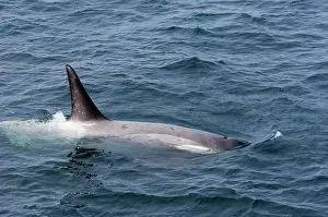 Frigid: Antarctica. Orca whales Antarctica