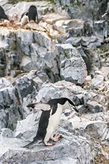 Ledge: Antarctica, Orne Harbour. Chinstrap penguin on rocky ledge