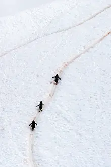 Hillside: Antarctica, Orne Harbour. Chinstrap penguins walking up