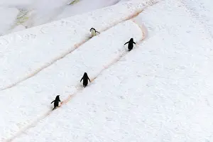 Hillside: Antarctica, Orne Harbour. Chinstrap penguins walking on