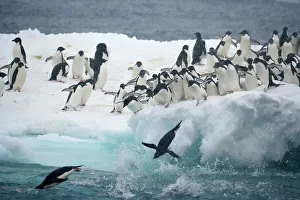 Morris: Antarctica, Paulet Island. Adelie penguins