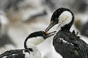 Morris: Antarctica, Paulet Island. Blue-eyed shag
