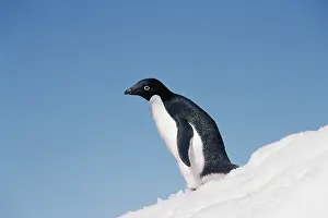 Todd: Antarctica, Peninsula, Adelie Penguin standing