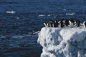 Todd: Antarctica, Peninsula, Adelie Penguin standing