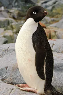 Adelie: Antarctica, Petermann Island. Adelie penguin