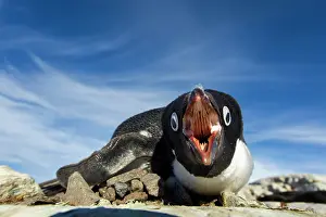 Biting: Antarctica, Petermann Island, Adelie Penguin
