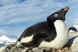 Pygoscelis: Antarctica, Petermann Island, Adelie Penguin