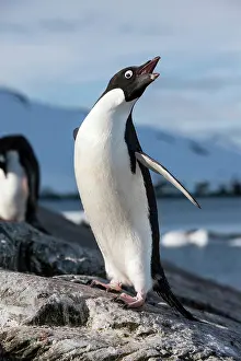 Pygoscelis: Antarctica, Petermann Island, Adelie Penguin