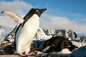 Pygoscelis: Antarctica, Petermann Island, Adelie Penguin