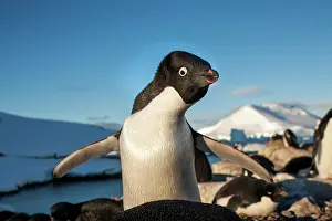 Pygoscelis: Antarctica, Petermann Island, Adelie Penguin