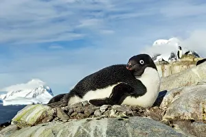 Pygoscelis: Antarctica, Petermann Island, Adelie Penguin