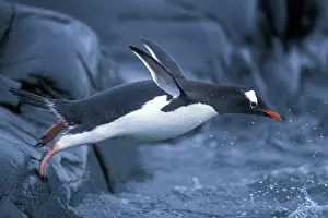 Flipper: Antarctica, Petermann Island, Adelie Penguins