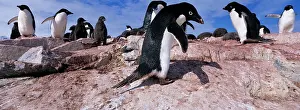 Lemaire: Antarctica, Petermann Island, Adelie Penguins