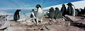 Infant: Antarctica, Petermann Island, Adelie Penguins