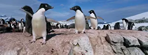 Infant: Antarctica, Petermann Island, Adelie Penguins