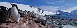Infant: Antarctica, Petermann Island, Adelie Penguins