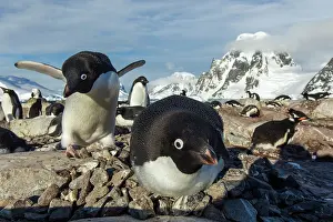 Dance: Antarctica, Petermann Island, Adelie Penguins