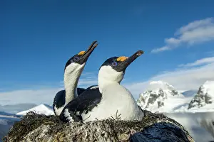 Shag: Antarctica, Petermann Island, Blue-eyed