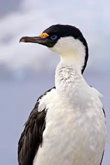 Shag: Antarctica, Petermann Island. Blue-eyed