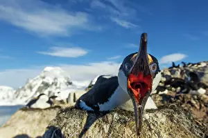 Shag: Antarctica, Petermann Island, Blue-eyed