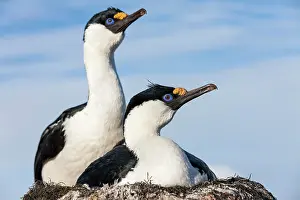 Shag: Antarctica, Petermann Island, Blue-eyed