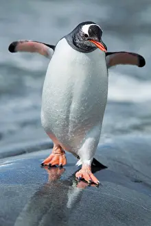Adeliae: Antarctica, Petermann Island, Gentoo Penguin