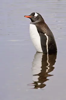 Petermann: Antarctica, Petermann Island. Gentoo penguin
