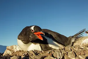 Peck: Antarctica, Petermann Island, Gentoo Penguin