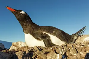 Gentoo: Antarctica, Petermann Island, Gentoo Penguin