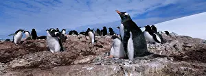 Crowded: Antarctica, Petermann Island, Gentoo Penguin