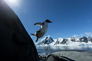 Gentoo: Antarctica, Petermann Island, Gentoo Penguin