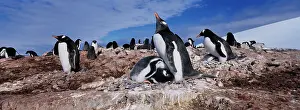 Infant: Antarctica, Petermann Island, Gentoo Penguin