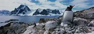 Infant: Antarctica, Petermann Island, Gentoo Penguin