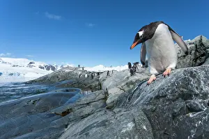 Agility: Antarctica, Petermann Island, Gentoo Penguin