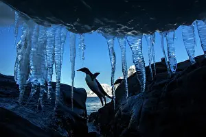 Agility: Antarctica, Petermann Island, Gentoo Penguin