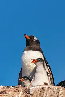 Petermann Island: Antarctica, Petermann Island. Gentoo penguin and chicks at
