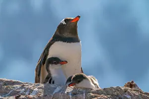 Petermann Island: Antarctica, Petermann Island. Gentoo penguin and chicks at