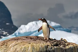 Petermann Island: Antarctica, Petermann Island. Gentoo penguin at nest. ic Cat