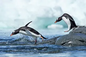 Gentoo: Antarctica, Petermann Island, Gentoo Penguins
