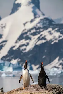 Petermann Island: Antarctica, Petermann Island. Gentoo penguins calling